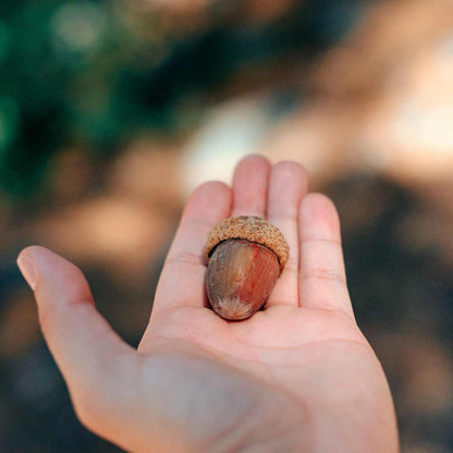 Plant A Tree!